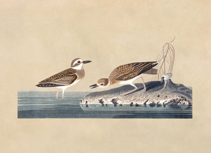 Wilsons Plover Bird Print, Vintage Style Audubon Birds Of America Illustration, AOB199