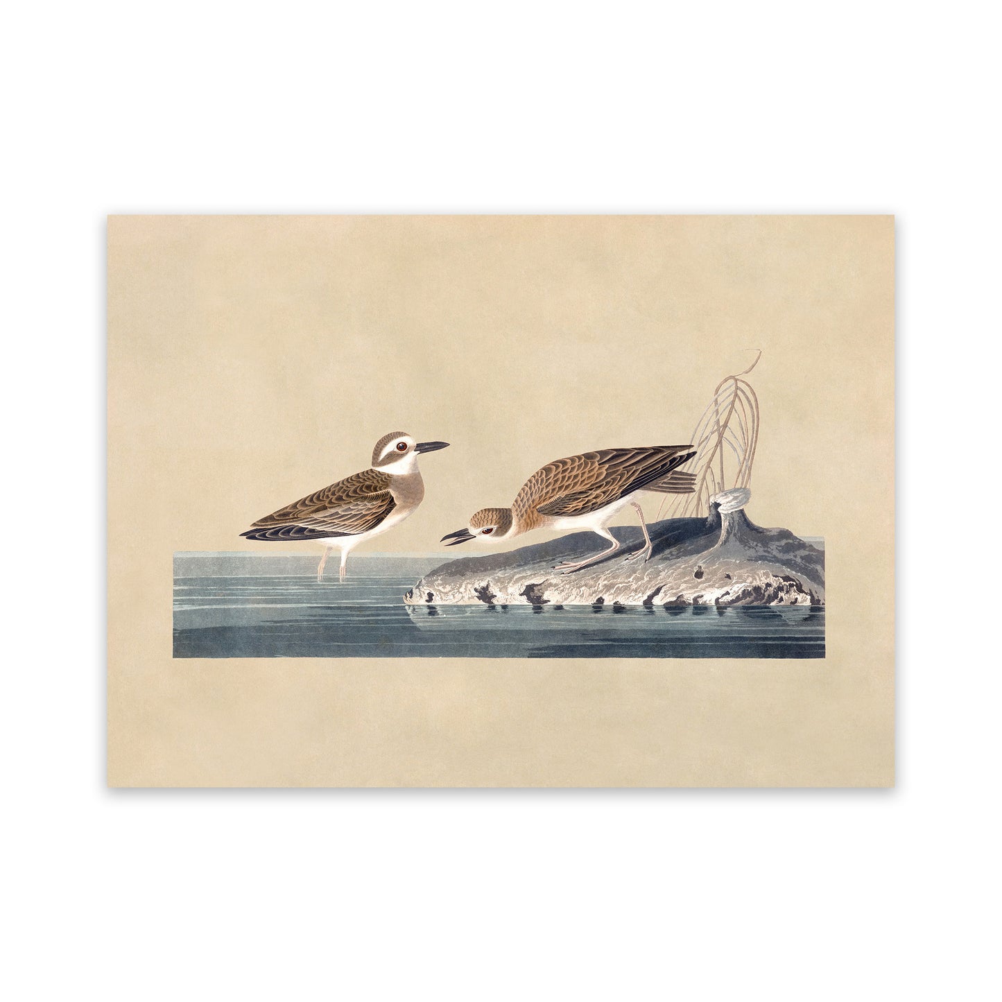 Wilsons Plover Bird Print, Vintage Style Audubon Birds Of America Illustration, AOB199