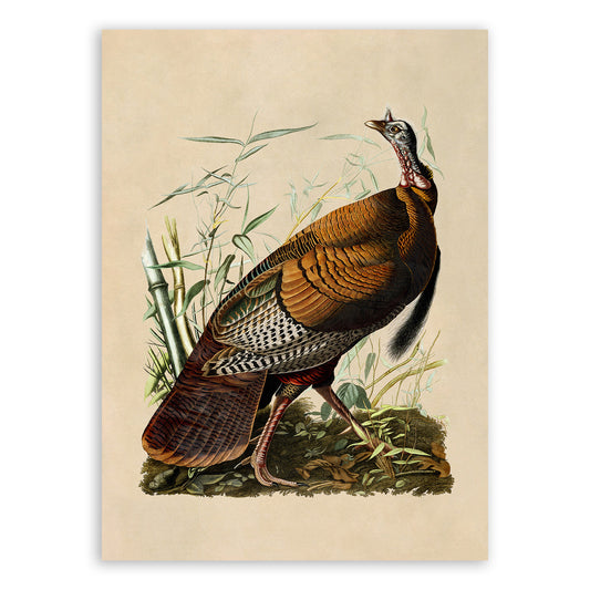 Wild Turkey Print, Vintage Style Audubon Birds Of America Illustration, AOB1