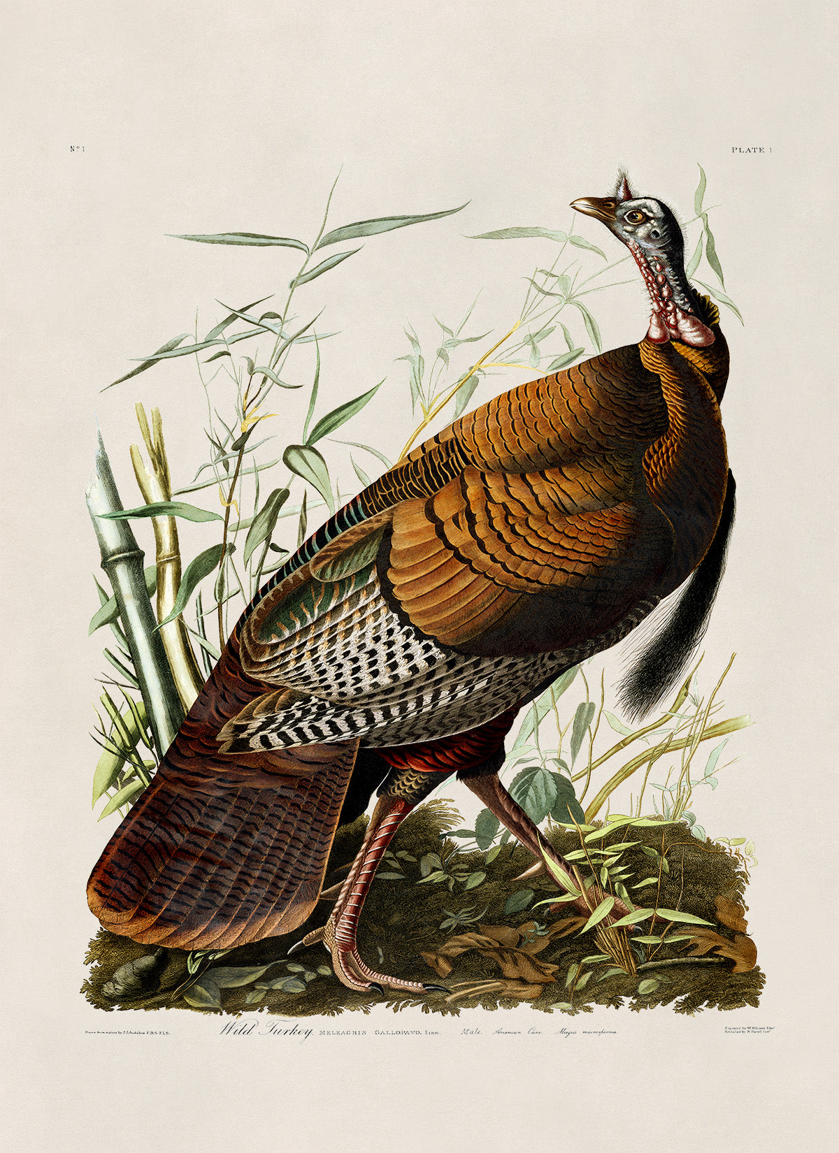 Wild Turkey Print, Vintage Style Audubon Birds Of America Illustration, AOB1