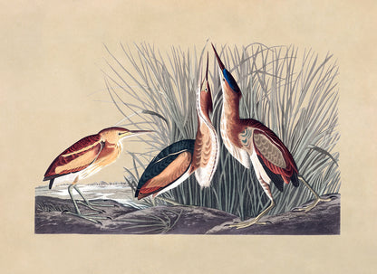 Least Bittern Bird Print, Vintage Style Audubon Birds Of America Illustration, AOB200