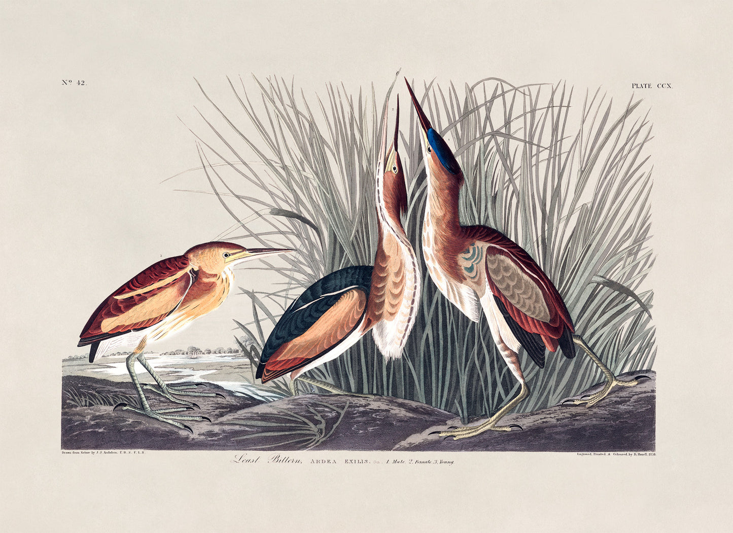 Least Bittern Bird Print, Vintage Style Audubon Birds Of America Illustration, AOB200