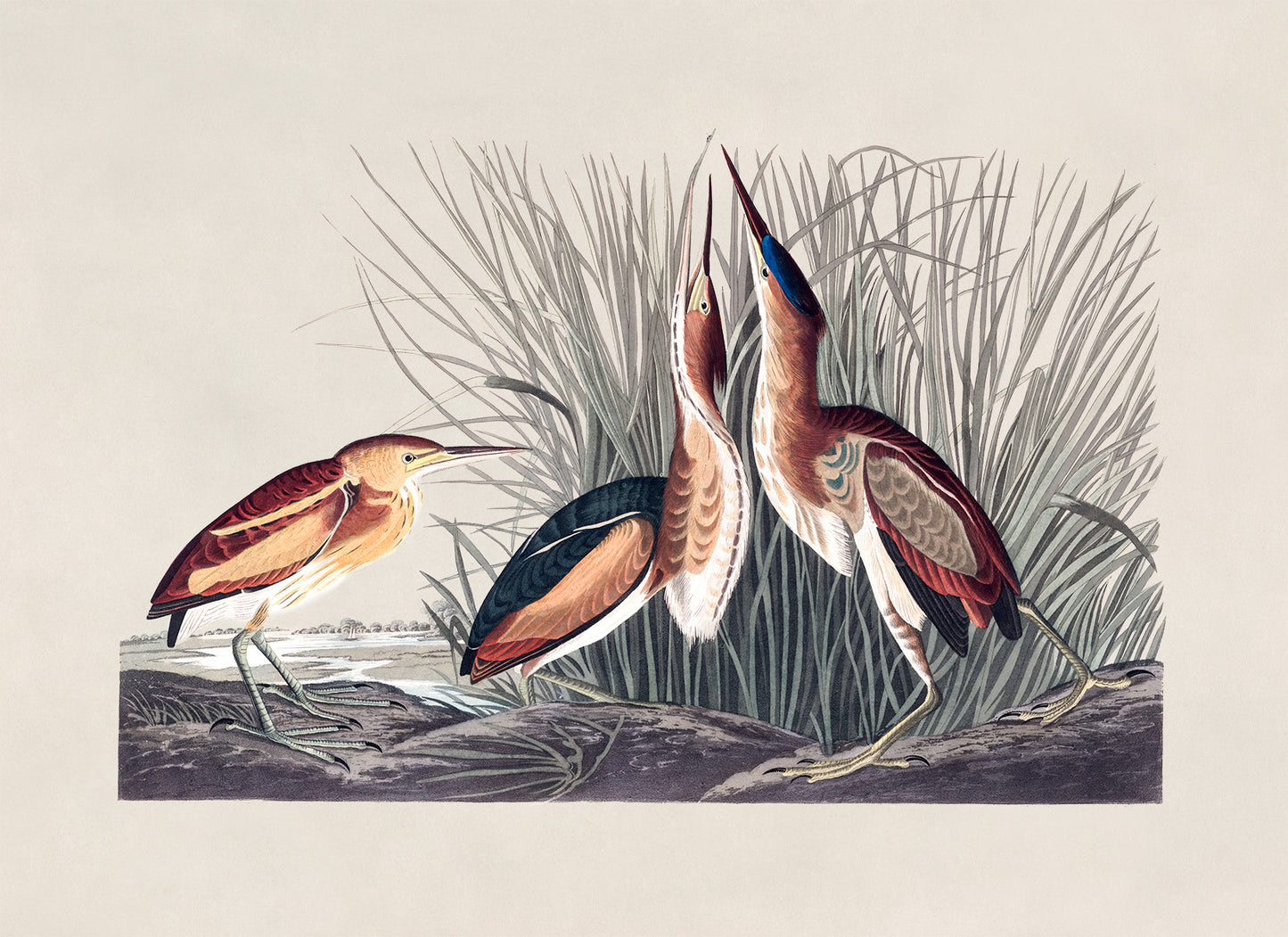 Least Bittern Bird Print, Vintage Style Audubon Birds Of America Illustration, AOB200