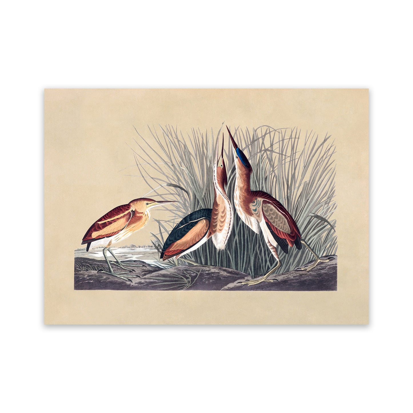 Least Bittern Bird Print, Vintage Style Audubon Birds Of America Illustration, AOB200