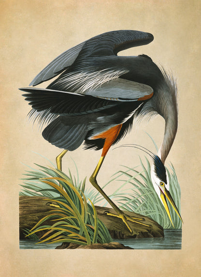 Great Blue Heron Bird Print, Vintage Style Audubon Birds Of America Illustration, AOB201