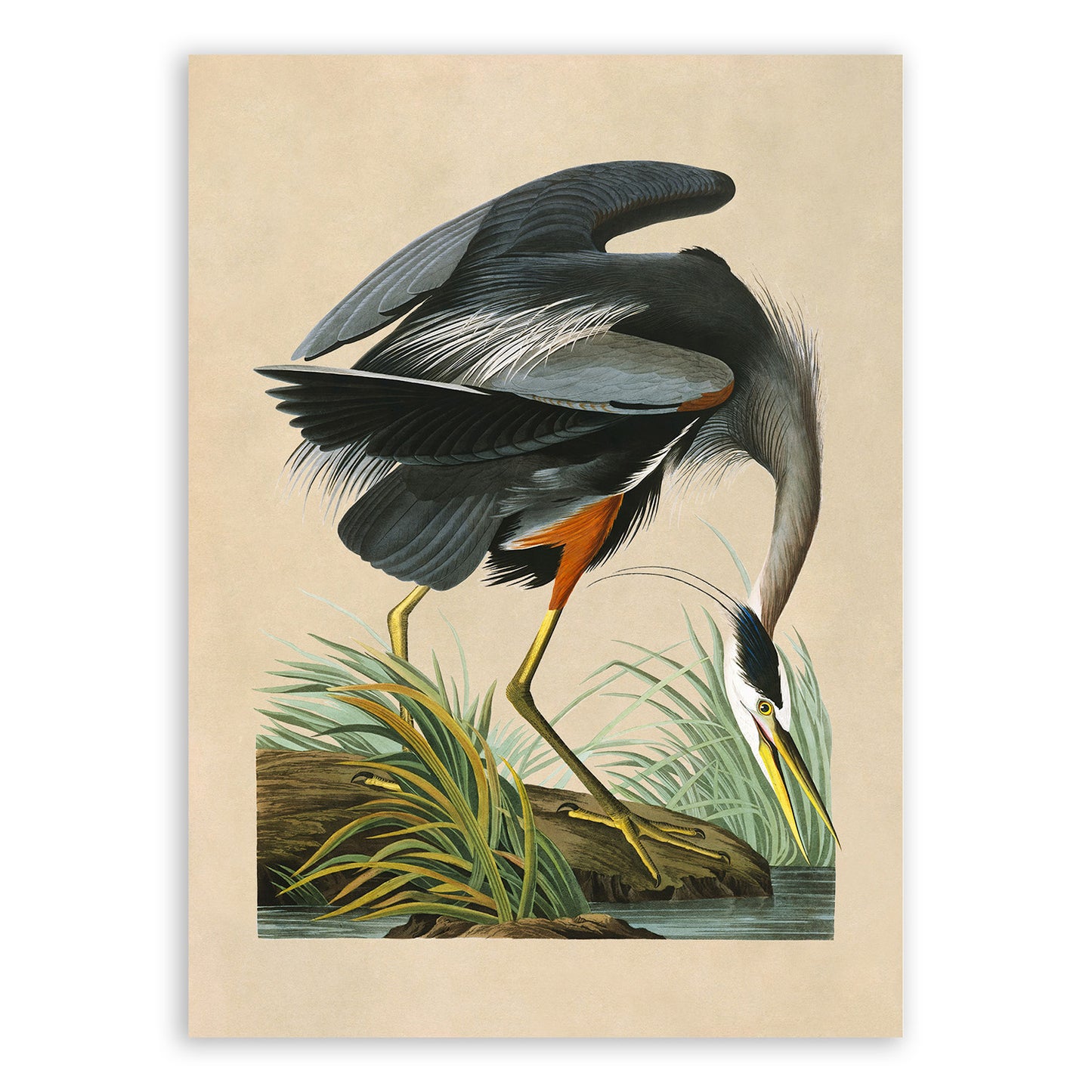 Great Blue Heron Bird Print, Vintage Style Audubon Birds Of America Illustration, AOB201