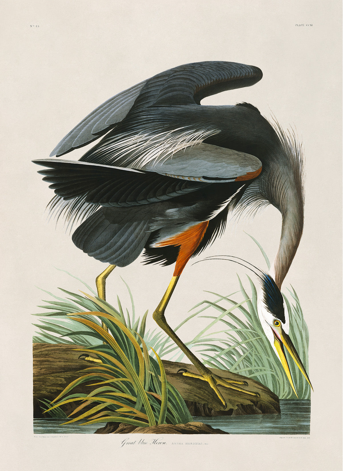 Great Blue Heron Bird Print, Vintage Style Audubon Birds Of America Illustration, AOB201