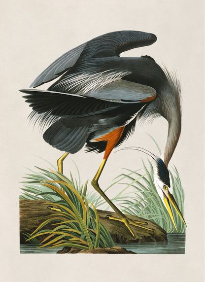 Great Blue Heron Bird Print, Vintage Style Audubon Birds Of America Illustration, AOB201