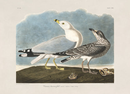 Ring Billed Gull Bird Print, Vintage Style Audubon Birds Of America Illustration, AOB202