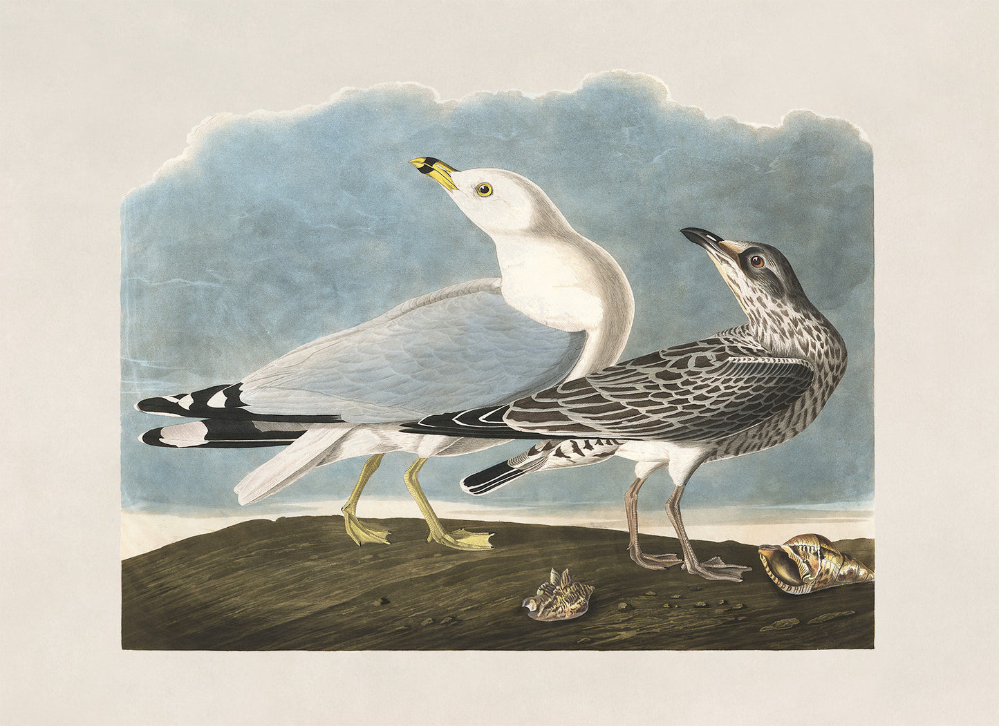 Ring Billed Gull Bird Print, Vintage Style Audubon Birds Of America Illustration, AOB202