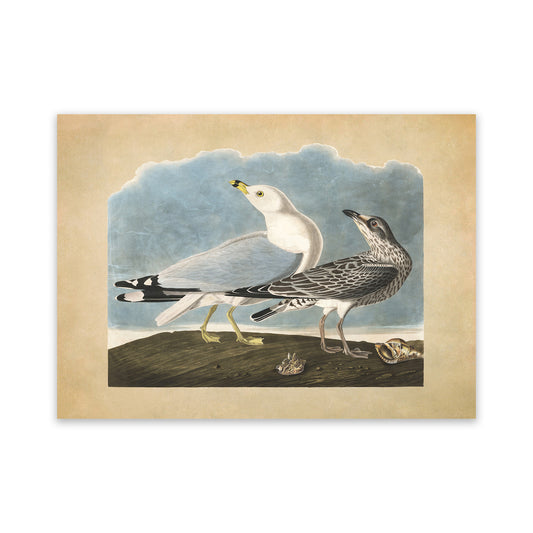 Ring Billed Gull Bird Print, Vintage Style Audubon Birds Of America Illustration, AOB202