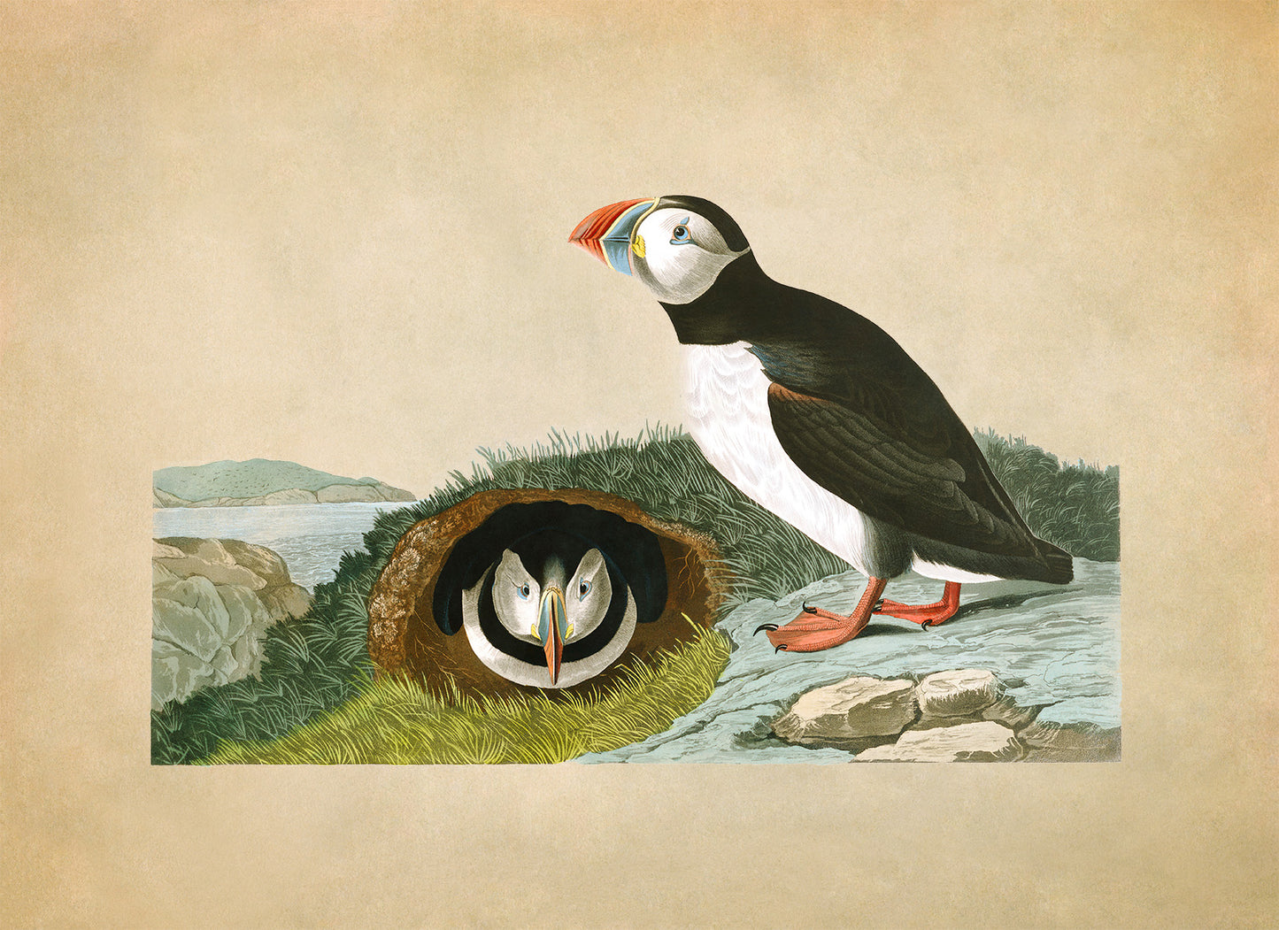 Atlantic Puffin Bird Print, Vintage Style Audubon Birds Of America Illustration, AOB203