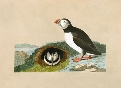 Atlantic Puffin Bird Print, Vintage Style Audubon Birds Of America Illustration, AOB203