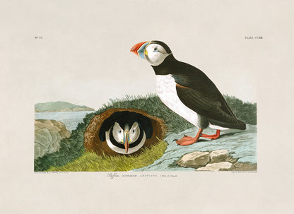 Atlantic Puffin Bird Print, Vintage Style Audubon Birds Of America Illustration, AOB203