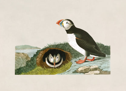 Atlantic Puffin Bird Print, Vintage Style Audubon Birds Of America Illustration, AOB203