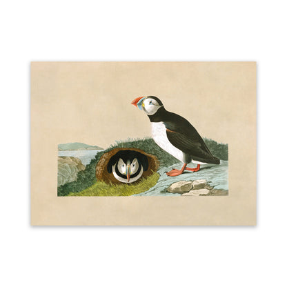 Atlantic Puffin Bird Print, Vintage Style Audubon Birds Of America Illustration, AOB203