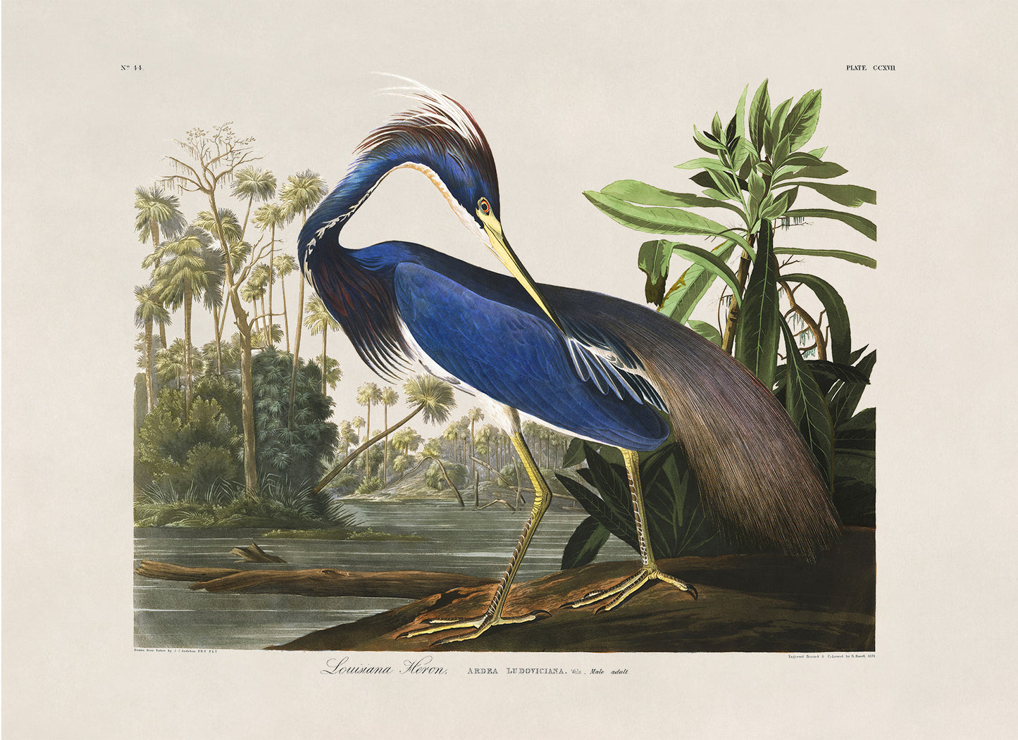 Louisiana Heron Bird Print, Vintage Style Audubon Birds Of America Illustration, AOB204