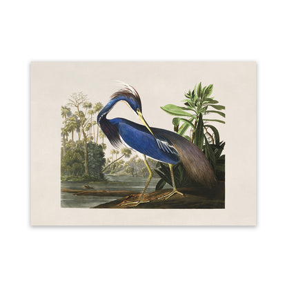 Louisiana Heron Bird Print, Vintage Style Audubon Birds Of America Illustration, AOB204