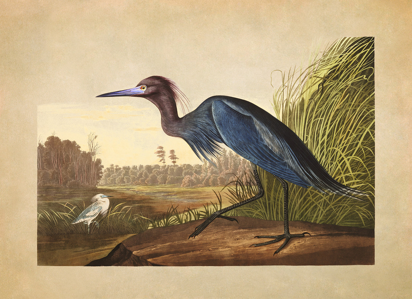 Little Blue Heron Bird Print, Vintage Style Audubon Birds Of America Illustration, AOB205