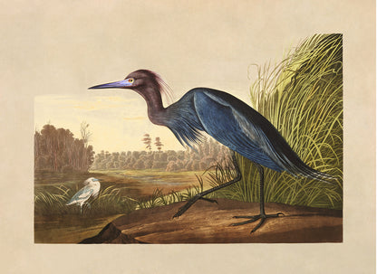 Little Blue Heron Bird Print, Vintage Style Audubon Birds Of America Illustration, AOB205