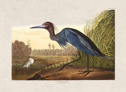 Little Blue Heron Bird Print, Vintage Style Audubon Birds Of America Illustration, AOB205