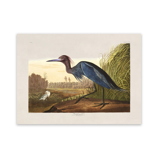 Little Blue Heron Bird Print, Vintage Style Audubon Birds Of America Illustration, AOB205