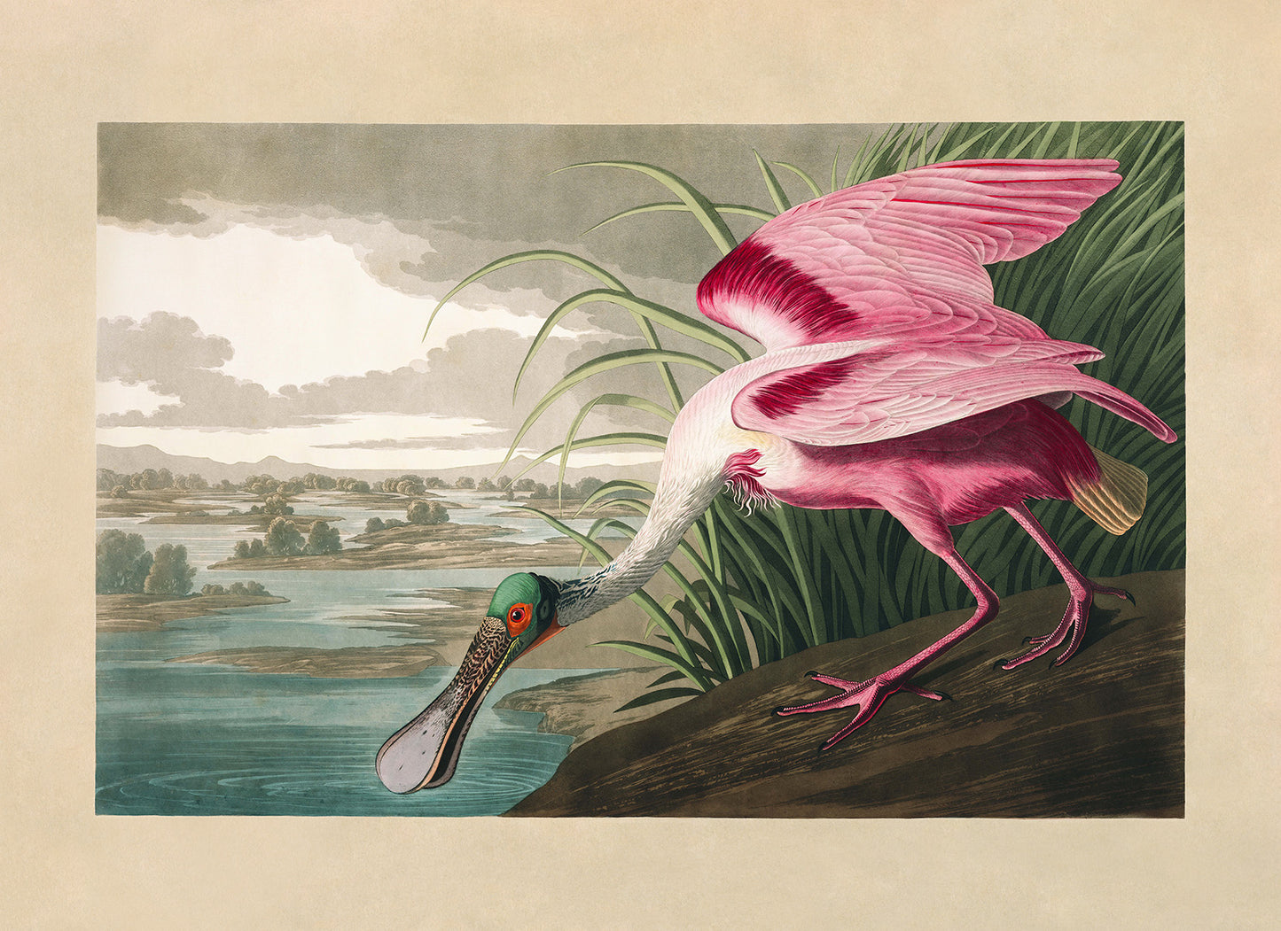 Roseate Spoonbill Bird Print, Vintage Style Audubon Birds Of America Illustration, AOB206