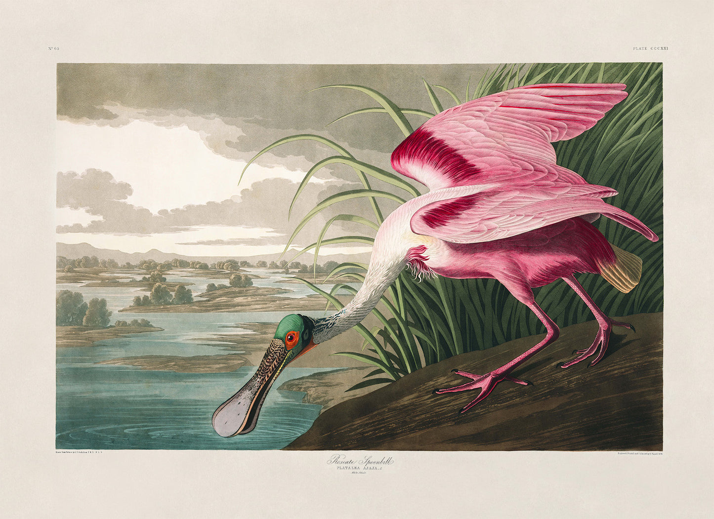 Roseate Spoonbill Bird Print, Vintage Style Audubon Birds Of America Illustration, AOB206