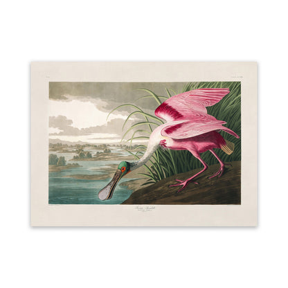 Roseate Spoonbill Bird Print, Vintage Style Audubon Birds Of America Illustration, AOB206