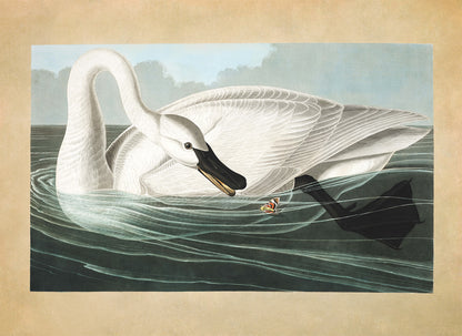 Trumpeter Swan Bird Print, Vintage Style Audubon Birds Of America Illustration, AOB207