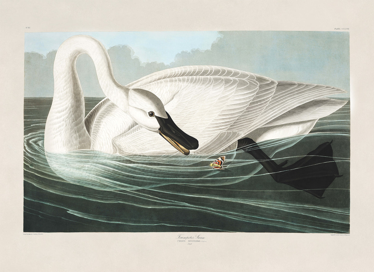 Trumpeter Swan Bird Print, Vintage Style Audubon Birds Of America Illustration, AOB207