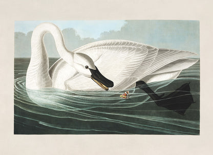 Trumpeter Swan Bird Print, Vintage Style Audubon Birds Of America Illustration, AOB207