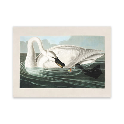 Trumpeter Swan Bird Print, Vintage Style Audubon Birds Of America Illustration, AOB207