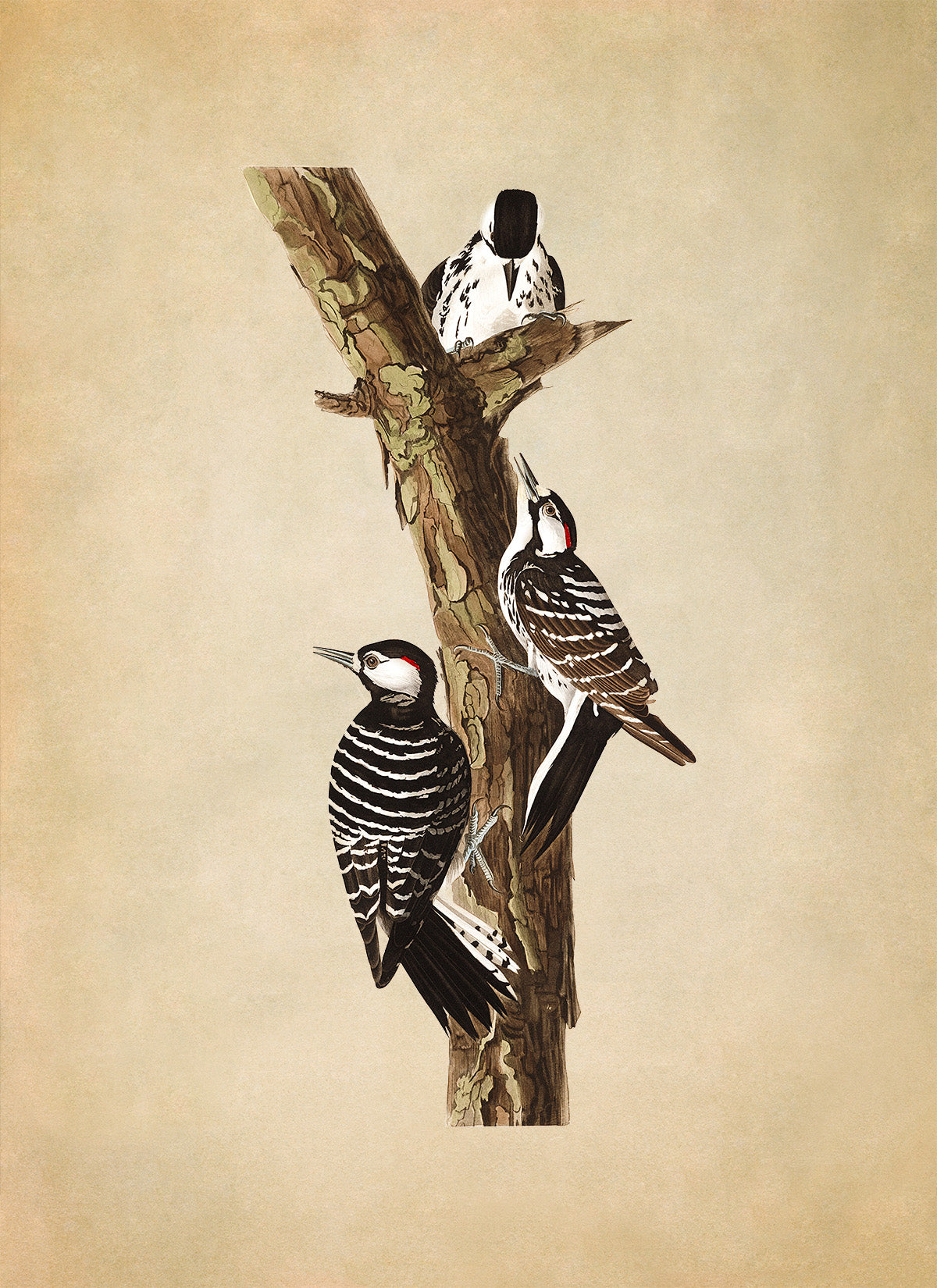 Red Cockaded Woodpecker Print, Vintage Style Audubon Birds Of America Illustration, AOB208