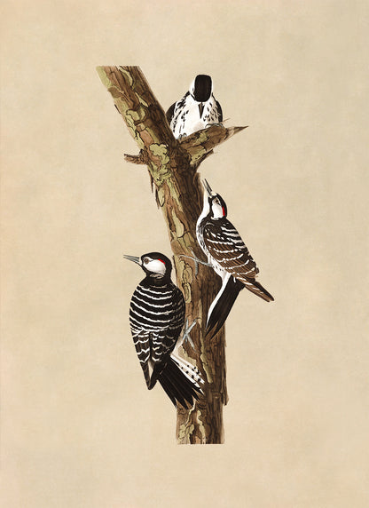 Red Cockaded Woodpecker Print, Vintage Style Audubon Birds Of America Illustration, AOB208