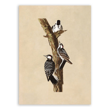 Red Cockaded Woodpecker Print, Vintage Style Audubon Birds Of America Illustration, AOB208