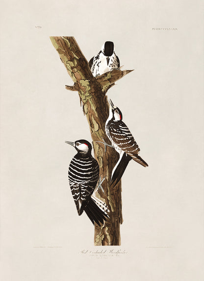 Red Cockaded Woodpecker Print, Vintage Style Audubon Birds Of America Illustration, AOB208