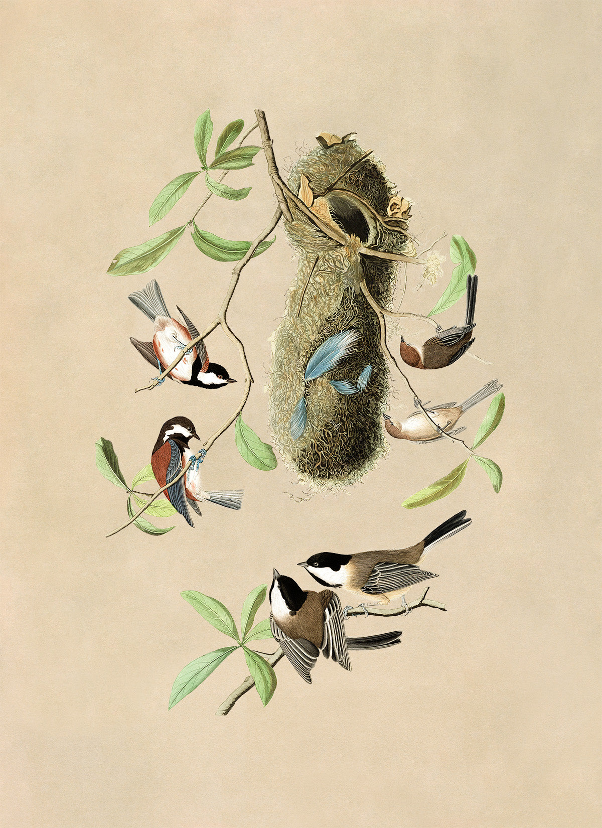 Black Capped Chickadee Bird Print, Vintage Style Audubon Birds Of America Illustration, AOB209