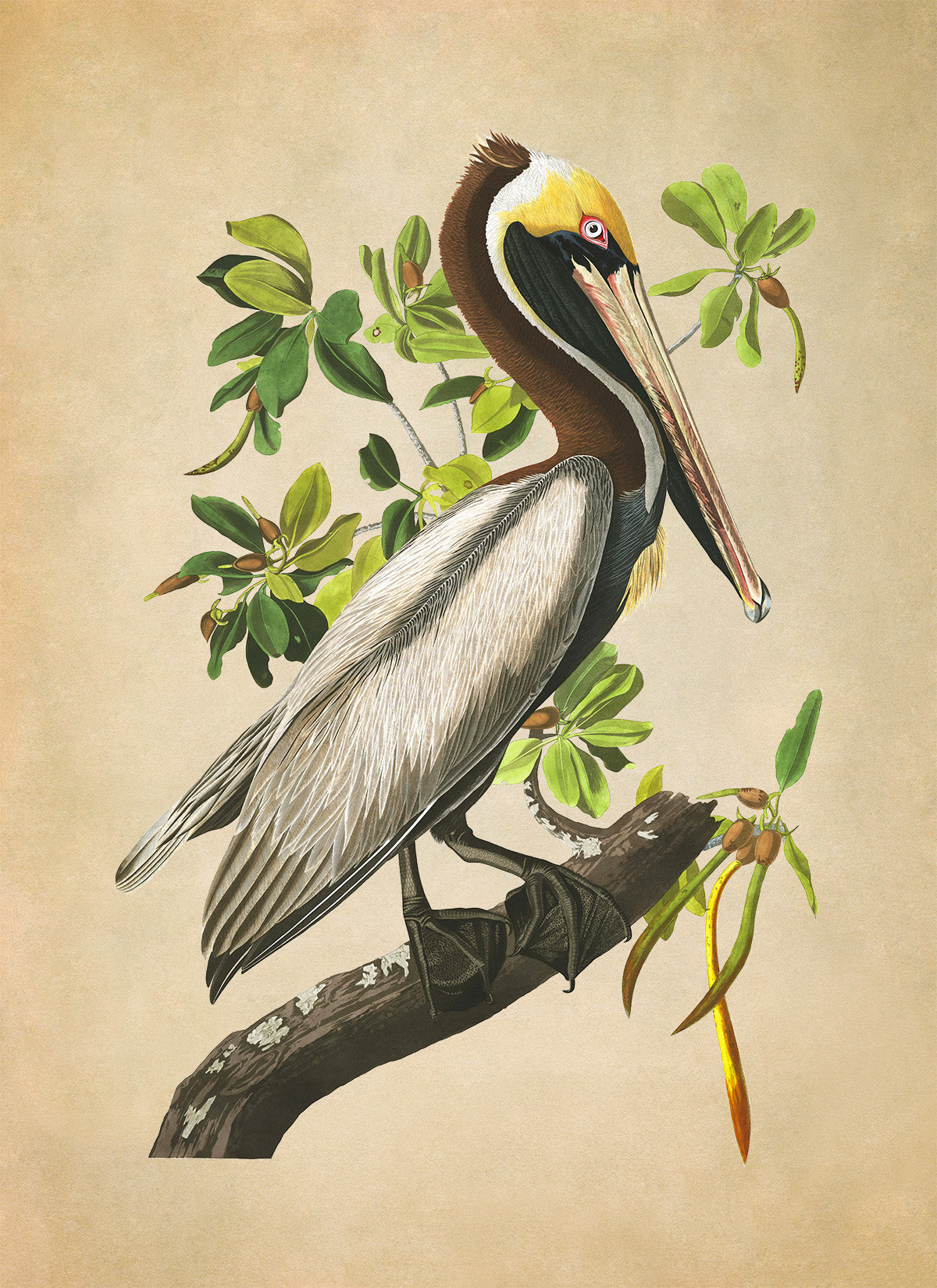 Brown Pelican Print, Vintage Style Audubon Birds Of America Illustration, AOB210