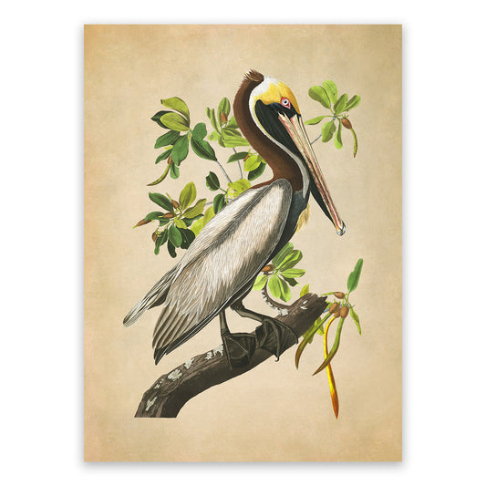 Brown Pelican Print, Vintage Style Audubon Birds Of America Illustration, AOB210