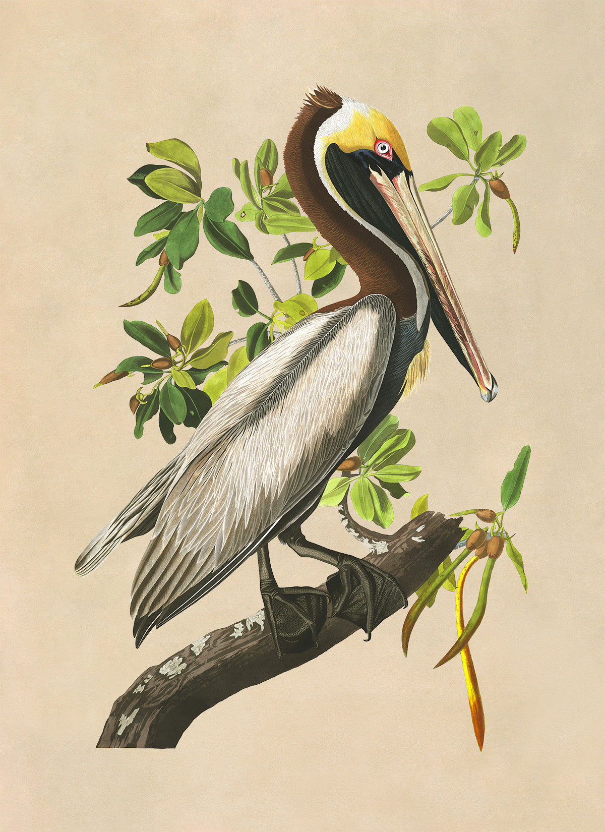 Brown Pelican Print, Vintage Style Audubon Birds Of America Illustration, AOB210