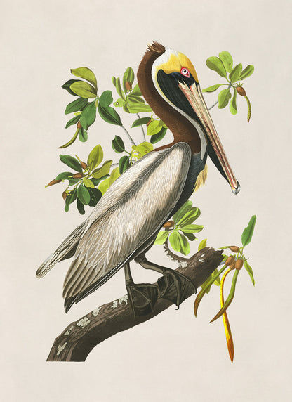 Brown Pelican Print, Vintage Style Audubon Birds Of America Illustration, AOB210