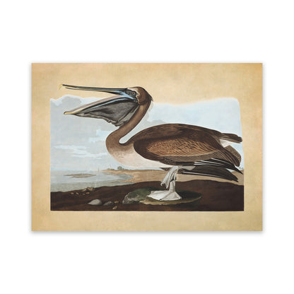 Brown Pelican Print, Vintage Style Audubon Birds Of America Illustration, AOB211