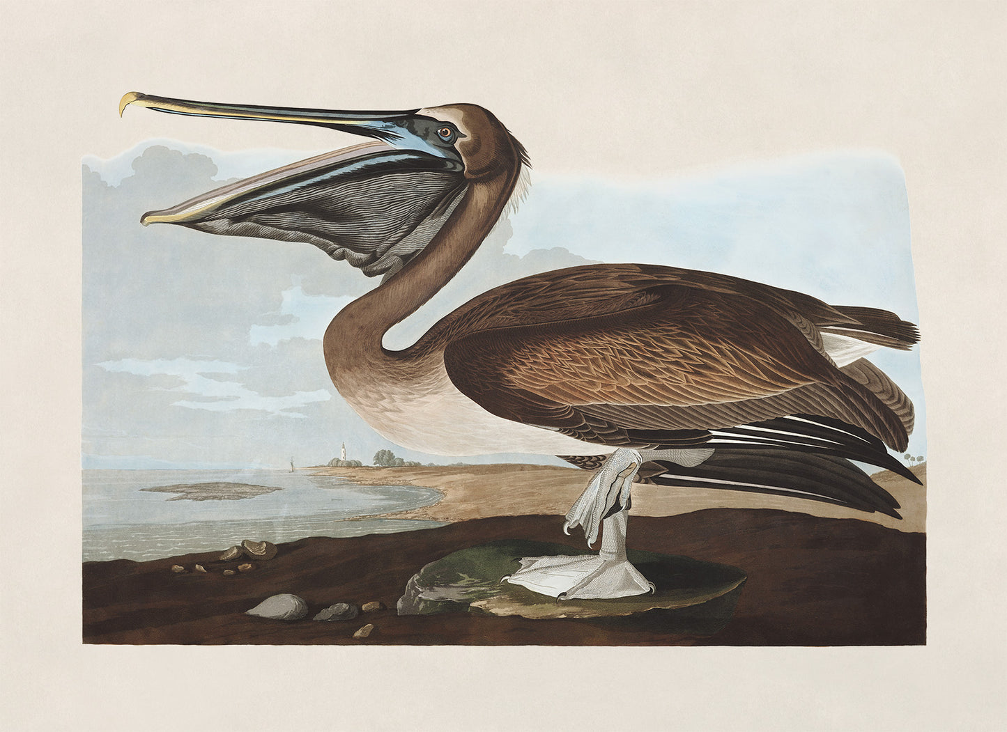 Brown Pelican Print, Vintage Style Audubon Birds Of America Illustration, AOB211