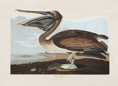 Brown Pelican Print, Vintage Style Audubon Birds Of America Illustration, AOB211