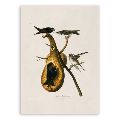 Purple Martin Bird Print, Vintage Style Audubon Birds Of America Illustration, AOB22