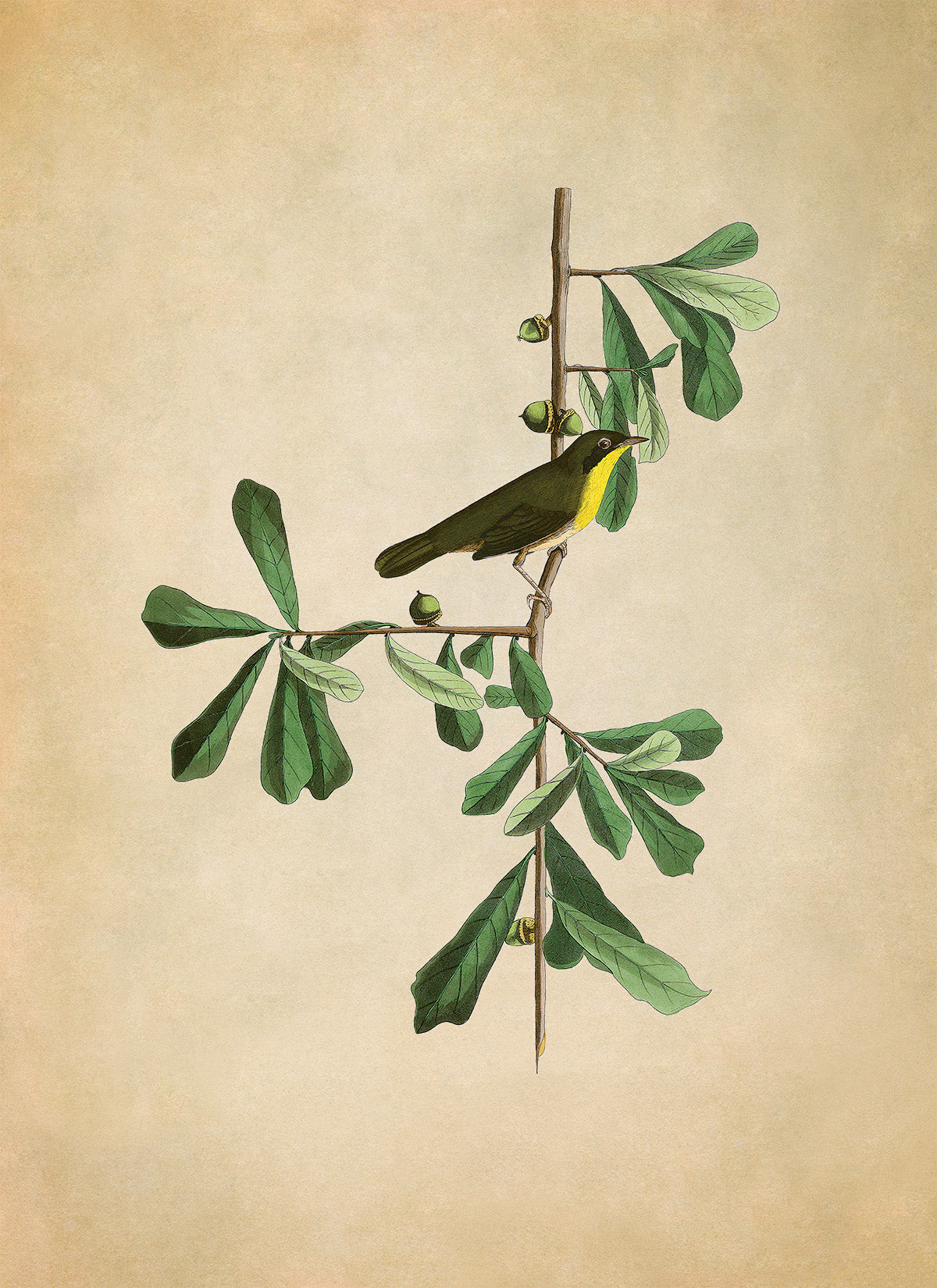 Common Yellowthroat Bird Print, Vintage Style Audubon Birds Of America Illustration, AOB24