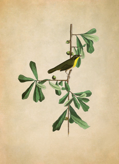 Common Yellowthroat Bird Print, Vintage Style Audubon Birds Of America Illustration, AOB24