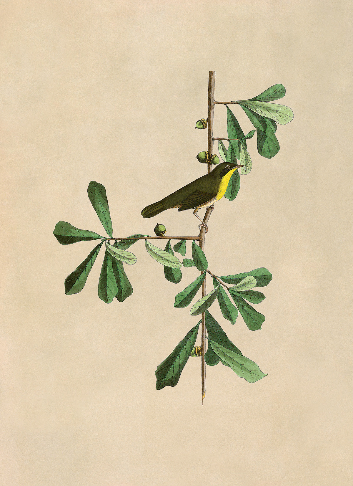 Common Yellowthroat Bird Print, Vintage Style Audubon Birds Of America Illustration, AOB24