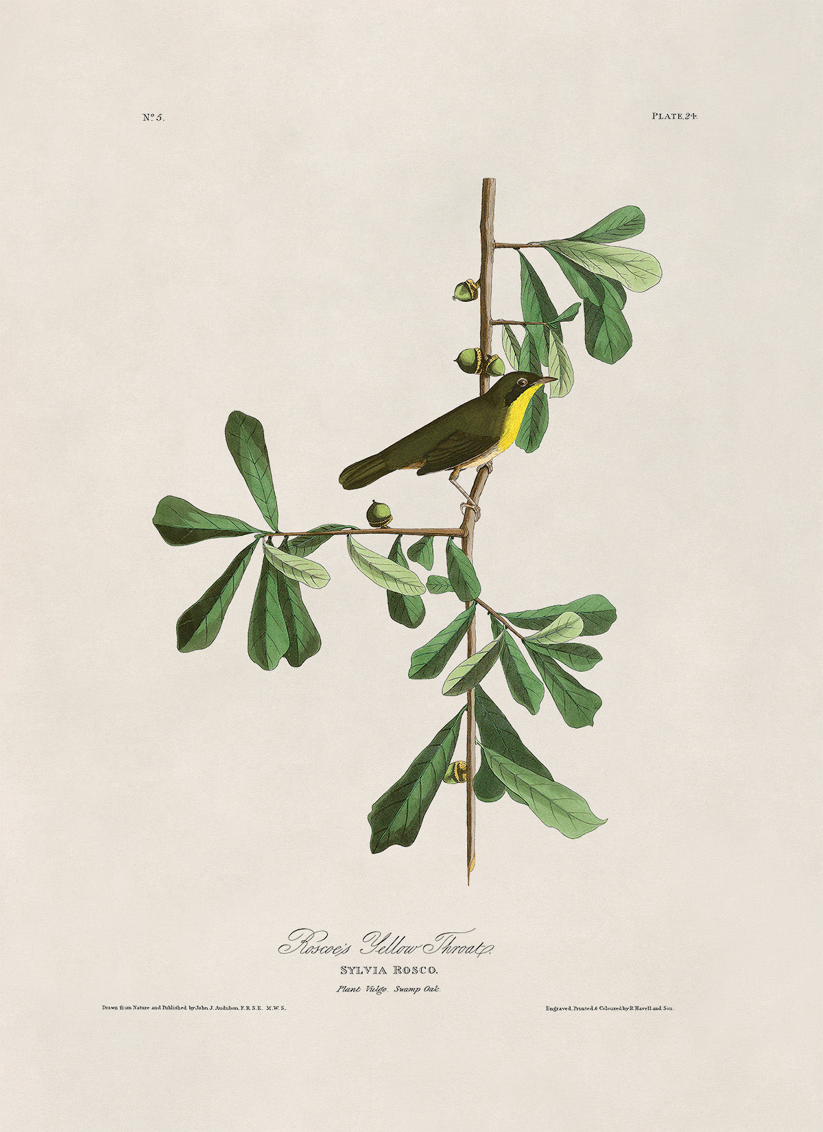 Common Yellowthroat Bird Print, Vintage Style Audubon Birds Of America Illustration, AOB24